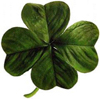 four-leaved_clover2-wiki.jpg